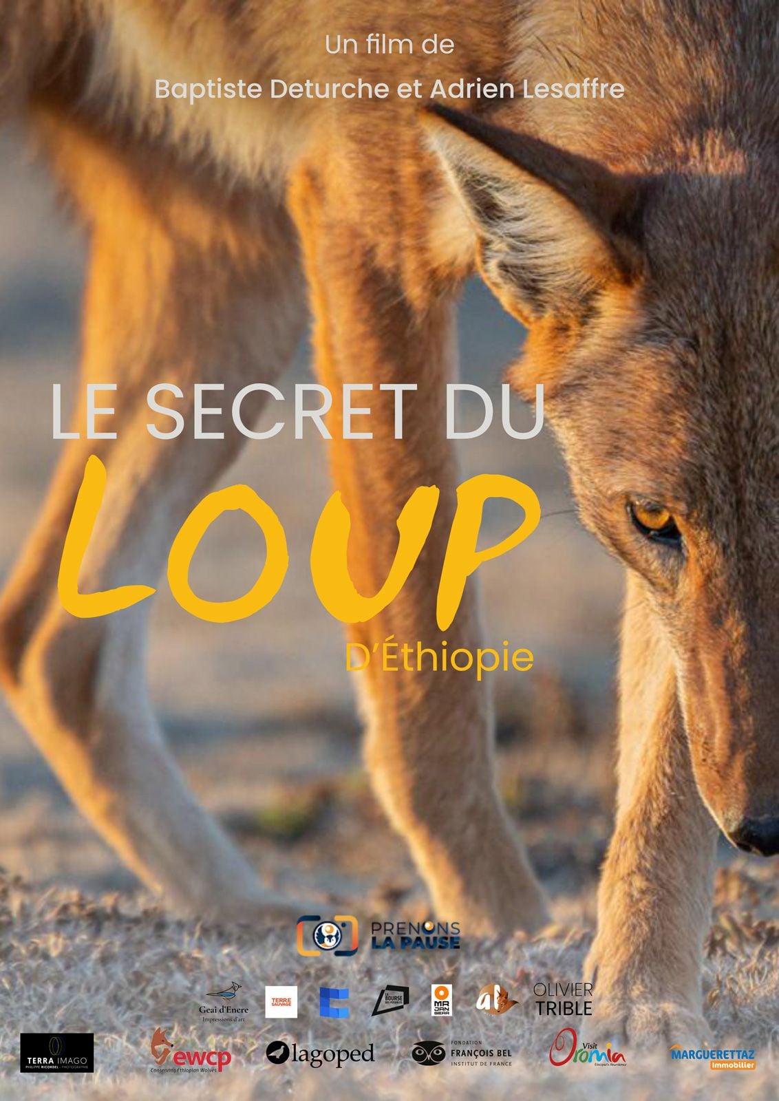 Le Secret Du Loup D’Ethiopie